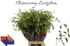 Chasmanthium Latifolium 80cm