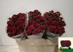 Chrysanth Santini Purpetta Red 55cm 20gr.