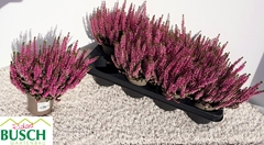 Calluna Vulgaris Beauty Ladies Magda 12Ø 26cm