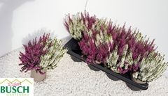 Calluna Beauty Ladies Mix In Pot 2 Colours 12Ø 24cm