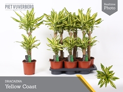 Dracaena Yellow Coast 17Ø 75cm