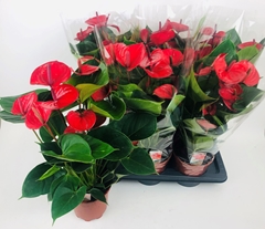 Anthurium Alma 17Ø 60cm