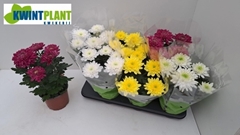 Chrysanth Zembla Mix 15Ø 33cm