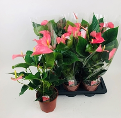 Anthurium Explosion 17Ø 60cm