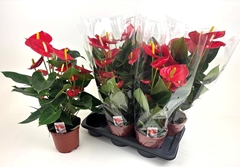 Anthurium Tremendo 17Ø 55cm