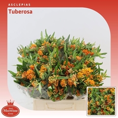 Asclepias Tuberosa 40cm