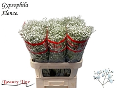 Gypsophila Paniculata Xlence 80cm 25gr.