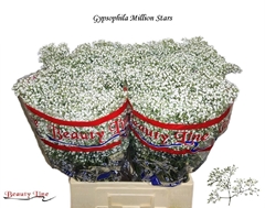 Gypsophila Paniculata Million Stars 70cm 10gr.