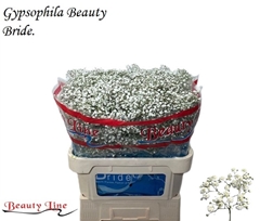 Gypsophila Paniculata Beauty Bride 80cm 35gr.