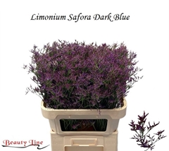 Limonium Safora Dark Blue 80cm 45gr.