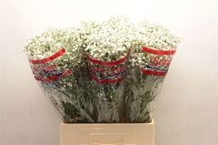 Gypsophila Paniculata Xlence 70cm 25gr.