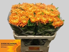 Chrysanth Single Astro 75cm 110gr.