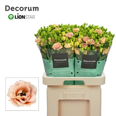 Eustoma Double Sabrina Orange 70cm