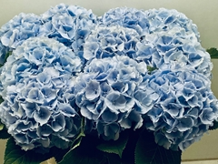 Hydrangea Verena Blue 80cm 23-25cm Hd