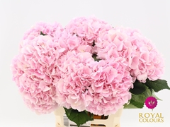 Hydrangea Verena 80cm 20-22cm Hd