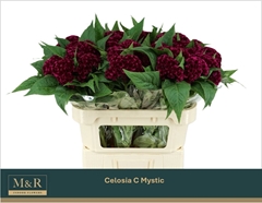 Celosia Mystic 72cm