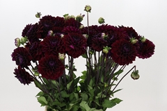 Dahlia Dark Isa 45cm