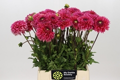 Dahlia Isa Candy 50cm