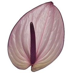 Anthurium Bellanca 15cm Hd