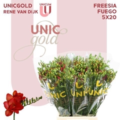 Freesia Double Fuego 50cm 20gr.