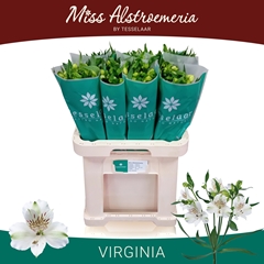 Alstroemeria Virginia 70cm 35gr.
