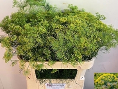 Anethum Graveolens 70cm