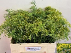 Anethum Graveolens 50cm