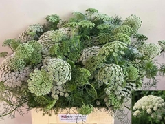Ammi Visnaga Casablanca 60cm