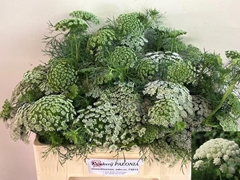 Ammi Visnaga Casablanca 50cm
