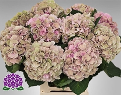 Hydrangea Elbtal Classic 65cm 19-21cm Hd