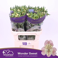 Alstroemeria Wonder Sweet 75cm 70gr.