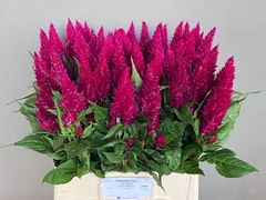 Celosia Century Purple 65cm
