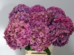 Hydrangea Royal Venice Classic 60cm 18-20cm Hd
