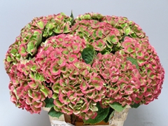 Hydrangea Amathyst Classic 60cm 16-18cm Hd