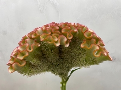 Celosia Muse Pink 80cm