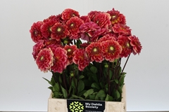 Dahlia Salmon Society 45cm
