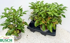 Ardisia Crenata 14Ø 40cm
