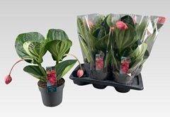 Medinilla Flamenco 17Ø 40cm 2bl
