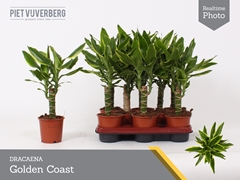 Dracaena Gold Coast 11Ø 40cm