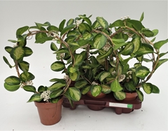 Hoya Australis Lisa 12Ø 45cm
