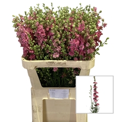 Consolida Regalis Qis Rose 80cm