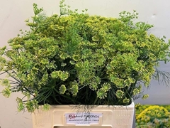 Anethum Graveolens 60cm