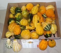 Cucurbita Pepo Maya Mix 9cm
