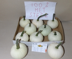 Cucurbita Pepo Baby Boo 12cm