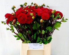Dahlia Viking 50cm