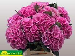 Hydrangea Royal Love 65cm 17-19cm Hd
