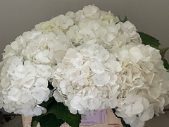 Hydrangea White Verena 50cm 14-16cm Hd