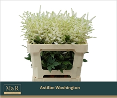 Astilbe Washington 55cm