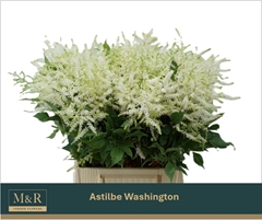 Astilbe Washington 50cm