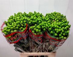Hypericum Green Tea 70cm